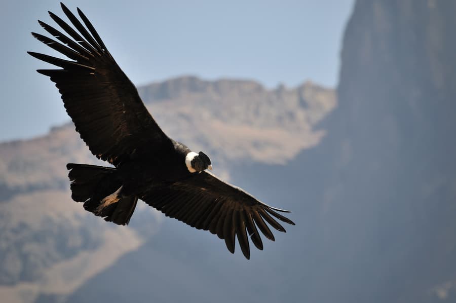 Condor andin planant sur les thermiques matinaux à Cruz del Condor, Canyon Colca